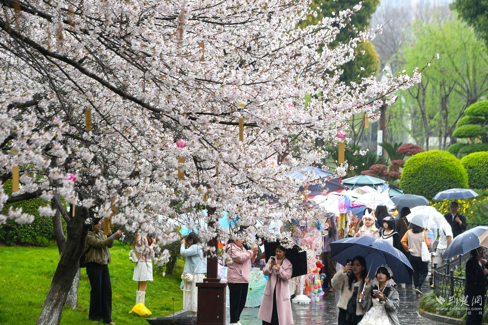 市民在堤角公園雨中賞櫻，1300余株櫻花按花期分為早、中、晚三期，紅粉白綠四色交織，花期可持續(xù)至四月上旬，游客總能找到心頭好.j